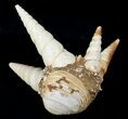 Fossil Gastropod (Haustator) Cluster - Damery, France #12312-1
